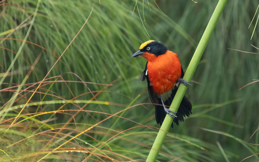 Uganda Birding Tour Report