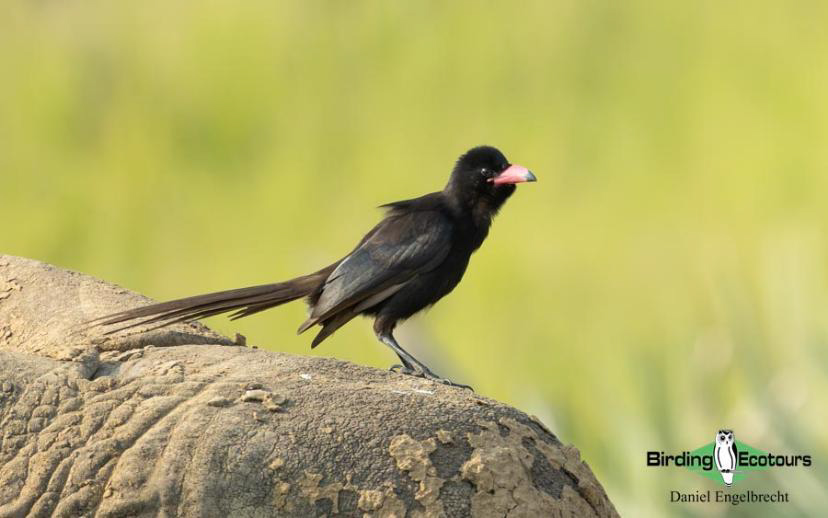 Uganda Birding Tour Report
