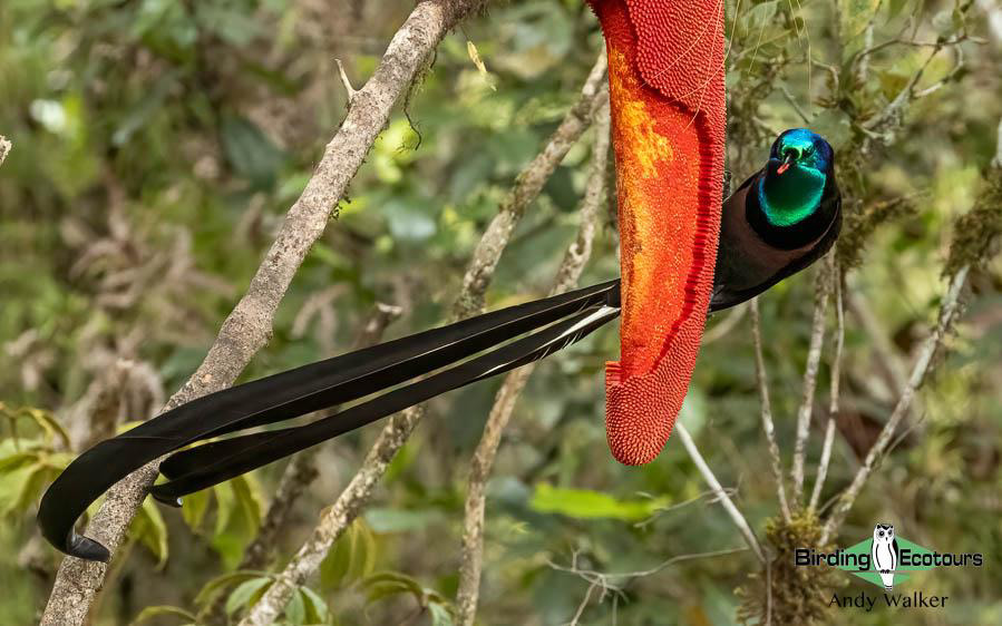 Papua New Guinea Bird Tour