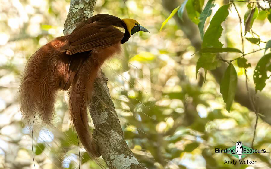 Papua New Guinea Bird Tour