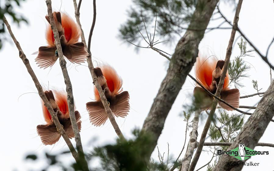 Papua New Guinea Bird Tour