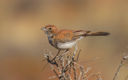 Western South Africa Birding Tour