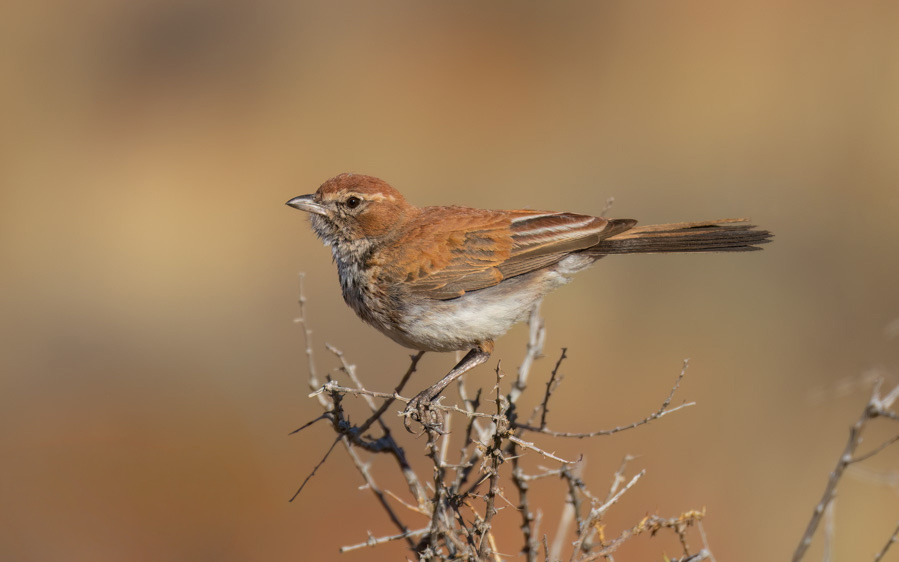 Western South Africa Birding Tour