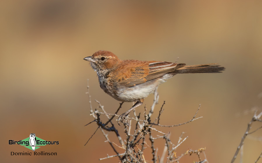 Western South Africa Birding Tour