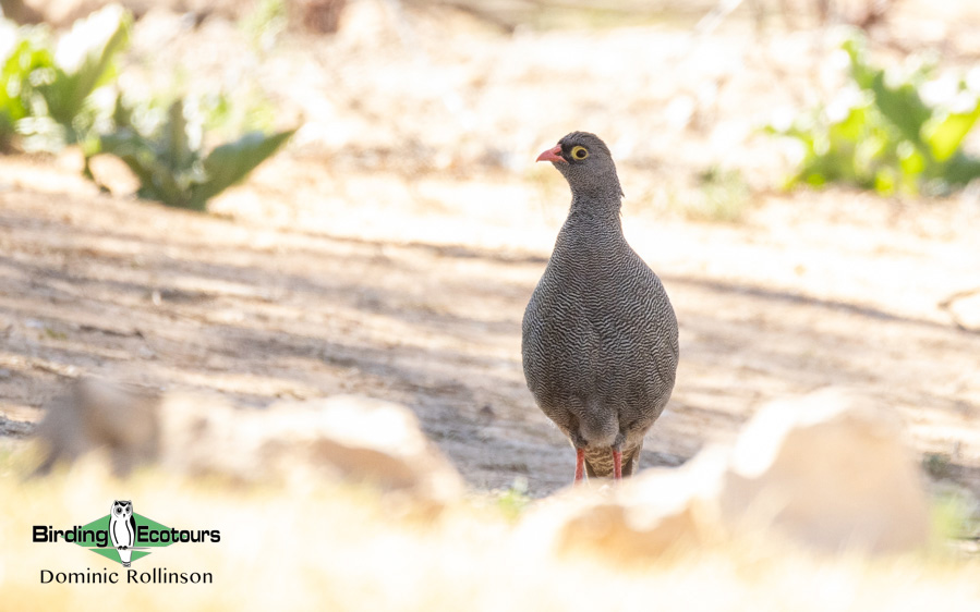 Western South Africa Birding Tour