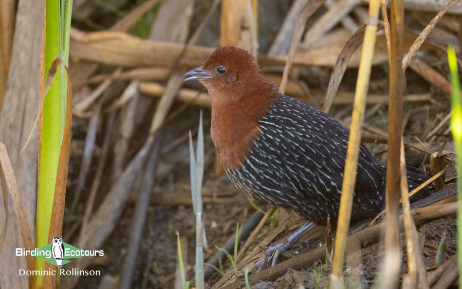 Western South Africa Birding Tour