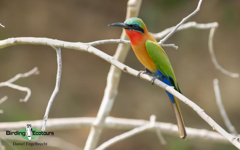 Uganda Birding Tour Report