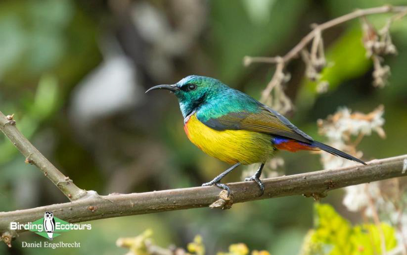 Uganda Birding Tour Report