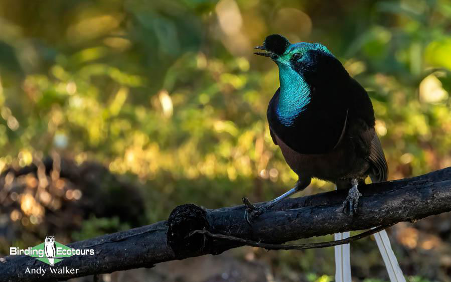 Papua New Guinea Bird Tour