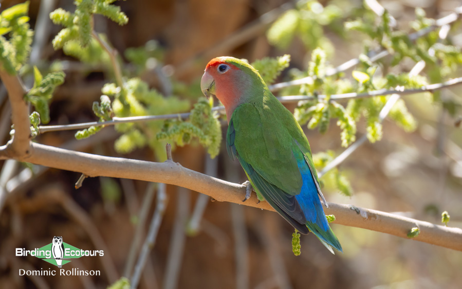 Western South Africa Birding Tour