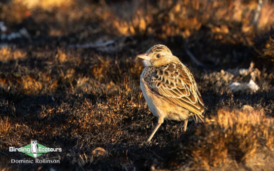 Two larks one continent