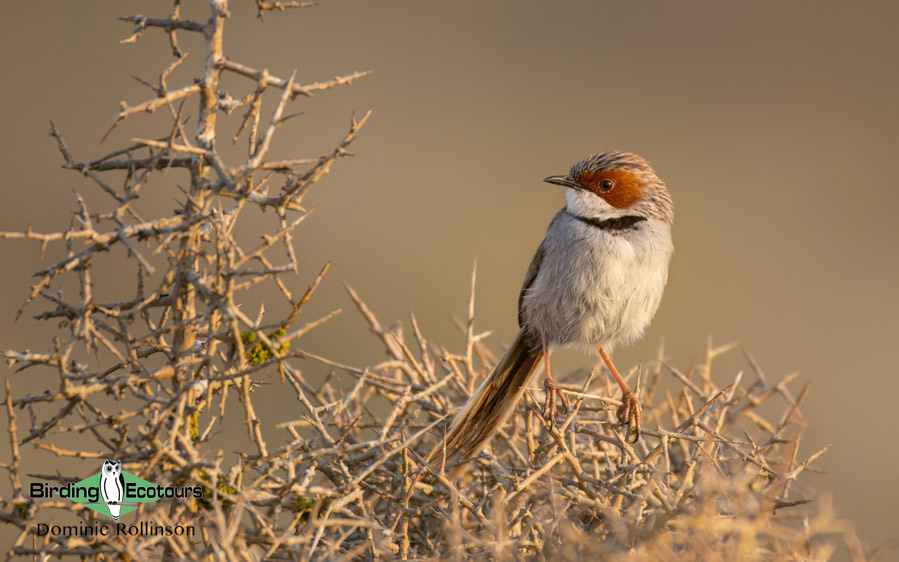 Western South Africa Birding Tour
