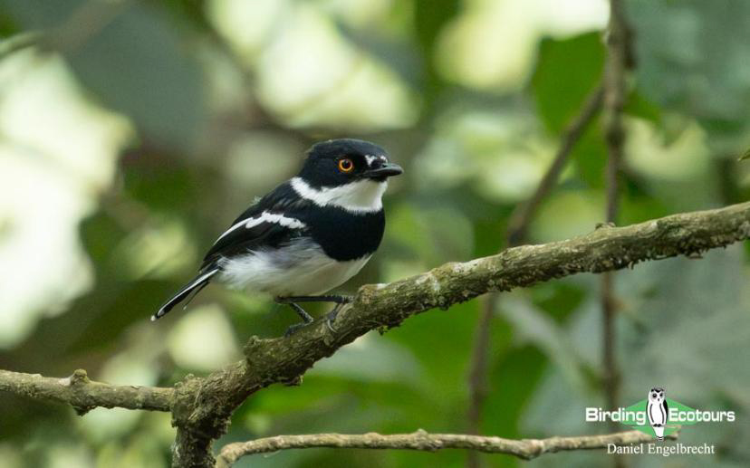 Uganda Birding Tour Report