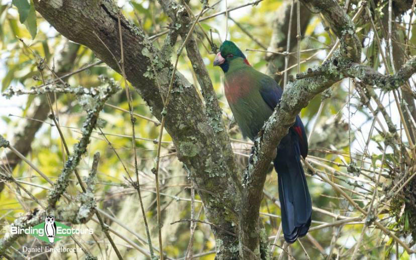 Uganda Birding Tour Report