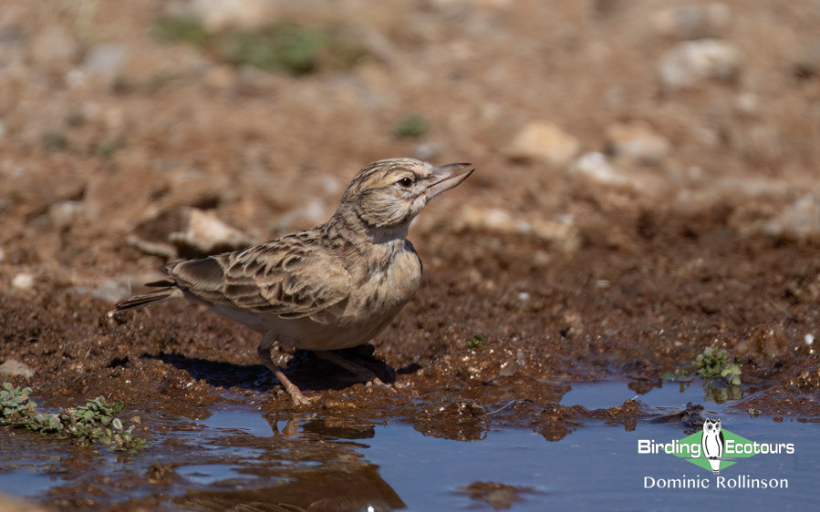 Western South Africa Birding Tour
