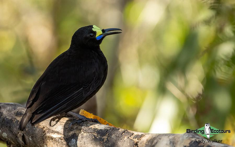 Papua New Guinea Bird Tour