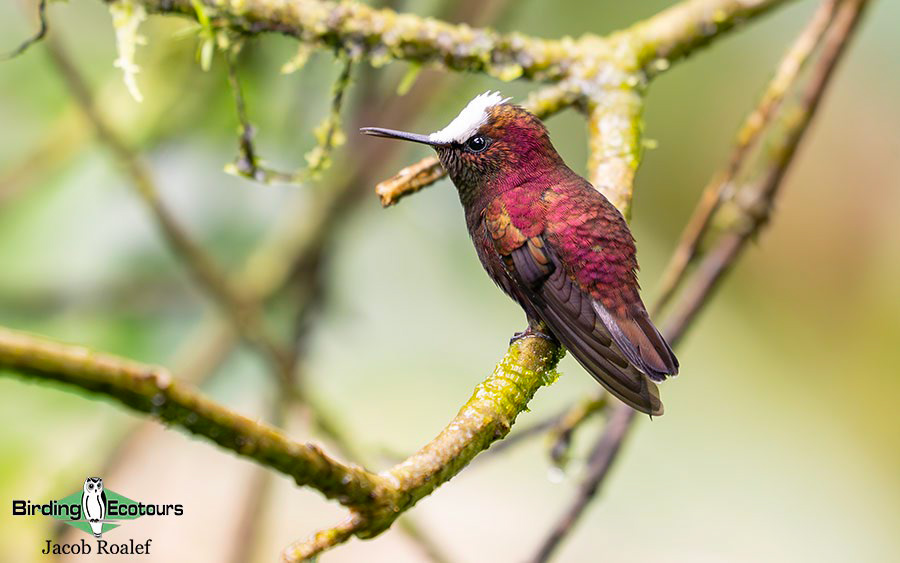best places to see hummingbirds