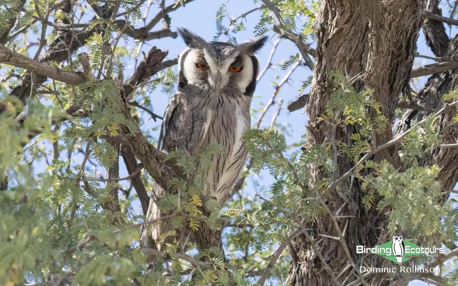 Western South Africa Birding Tour