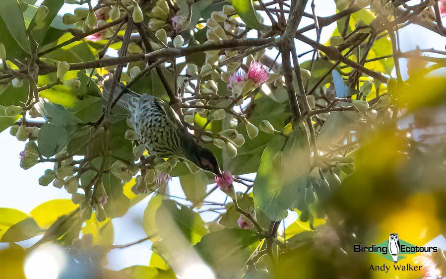 Papua New Guinea Bird Tour