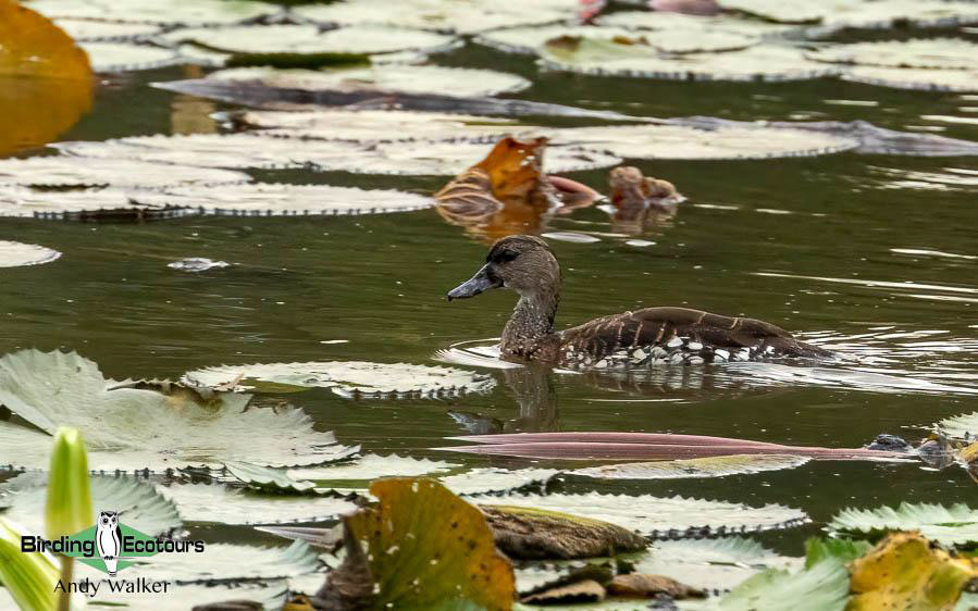 Papua New Guinea Bird Tour
