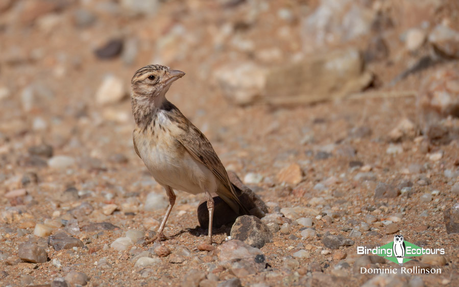 Western South Africa Birding Tour