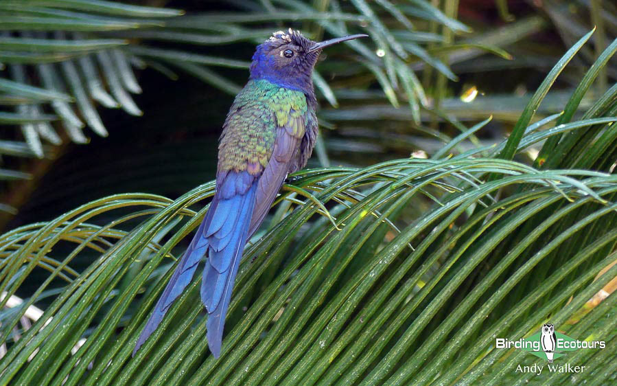 best places to see hummingbirds