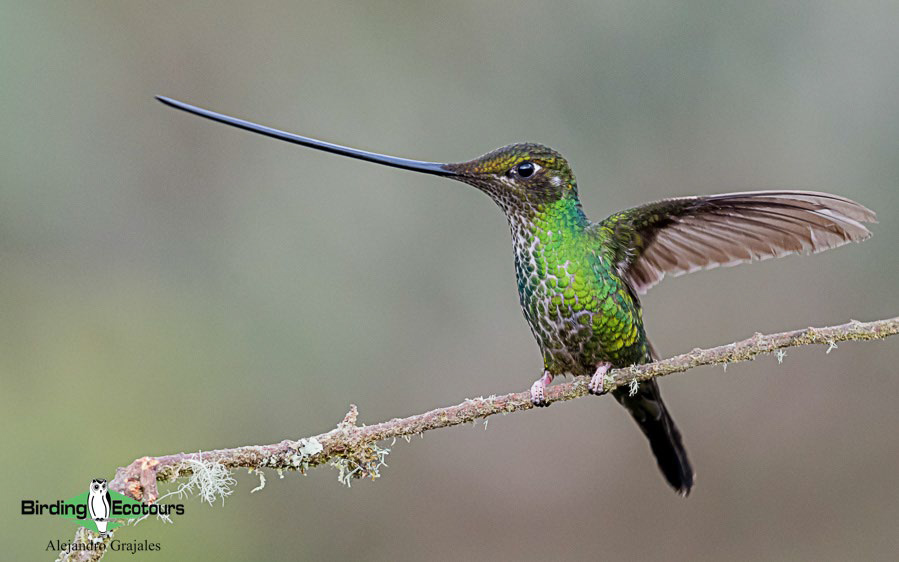 best places to see hummingbirds