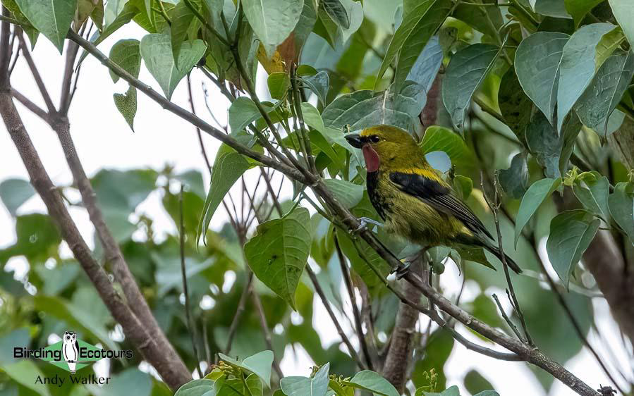 Papua New Guinea Bird Tour