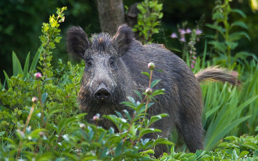 Transylvanian Brown Bear Extension