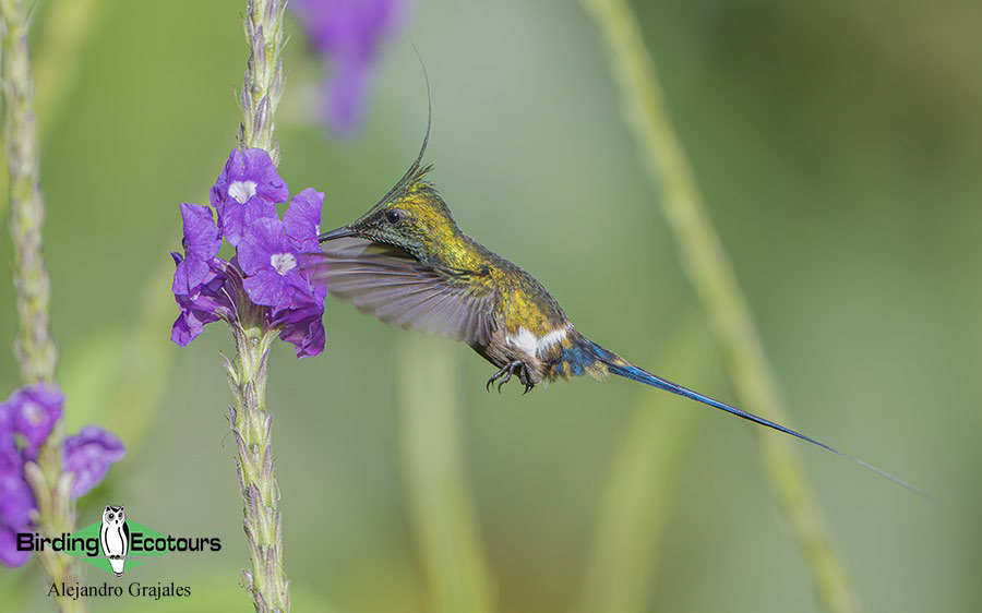 best places to see hummingbirds