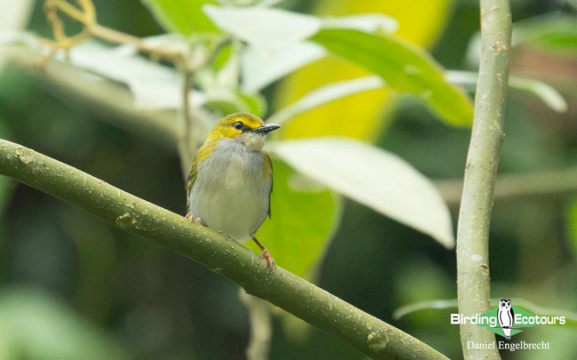Uganda Birding Tour Report