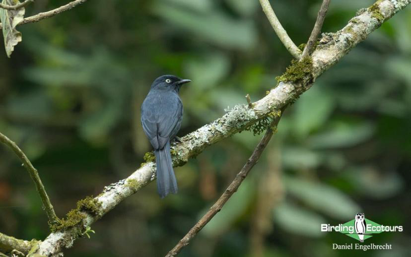 Uganda Birding Tour Report