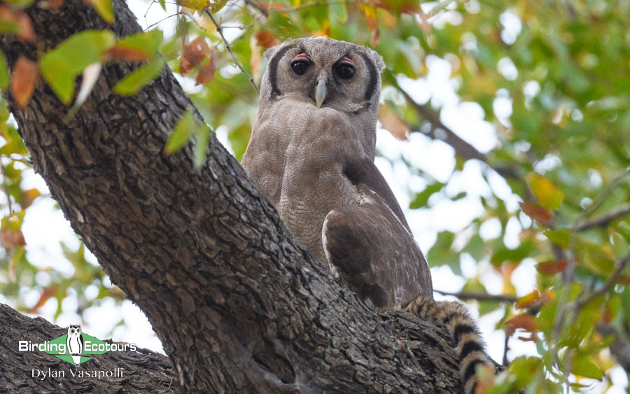 Botswana Birding Safari