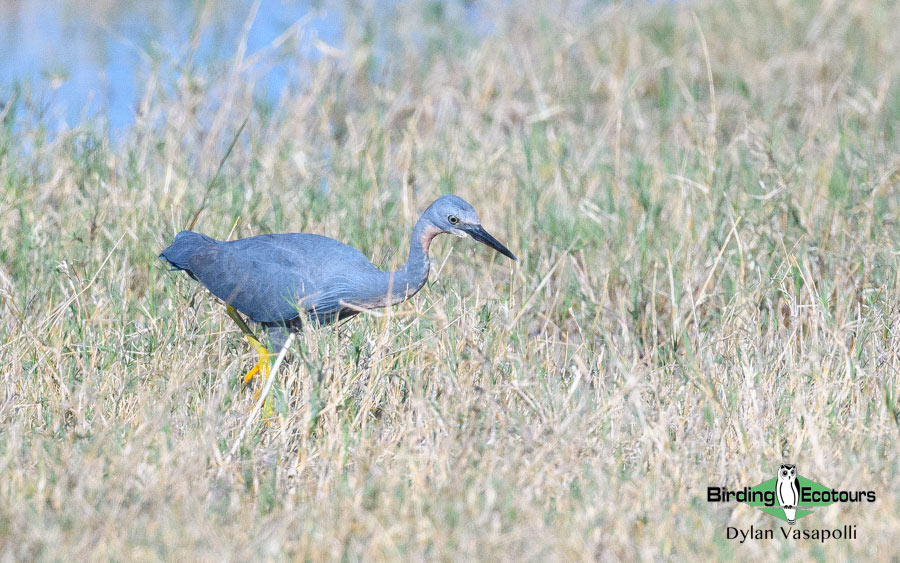 Botswana Birding Safari
