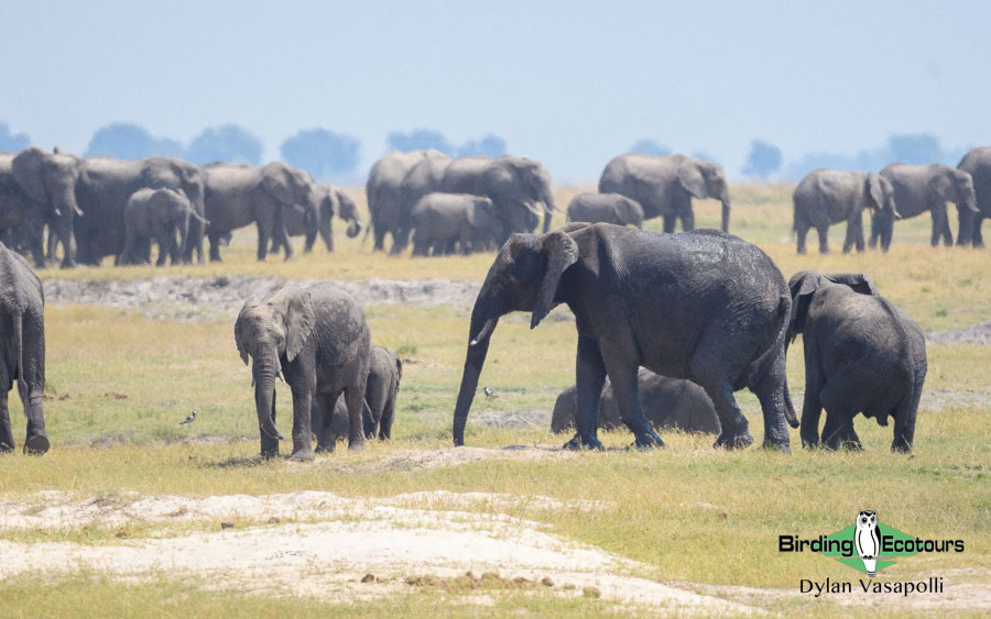 Botswana Birding Safari