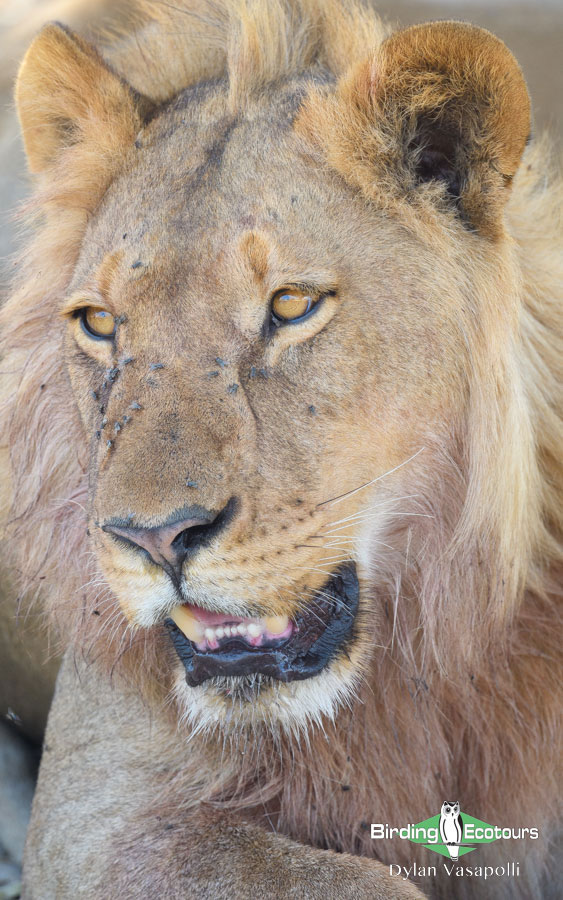 Botswana Birding Safari