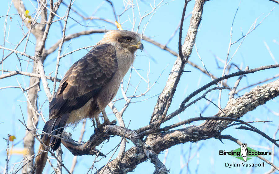 Botswana Birding Safari