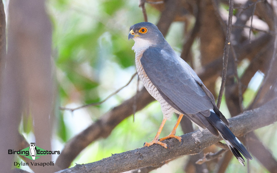 Botswana Birding Safari