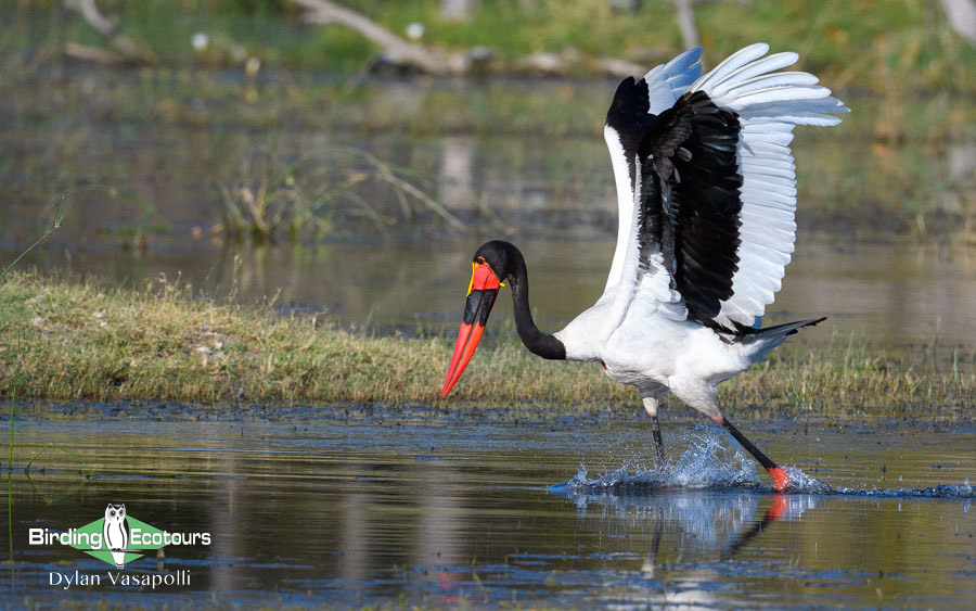 Botswana Birding Safari