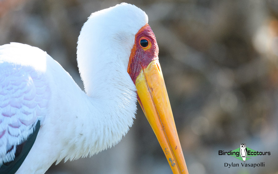 Botswana Birding Safari