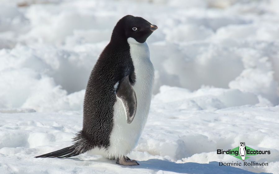 Birding cruise subantarctic islands ross sea