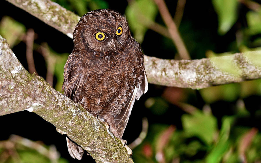 Comoros and Mayotte Birding Tour