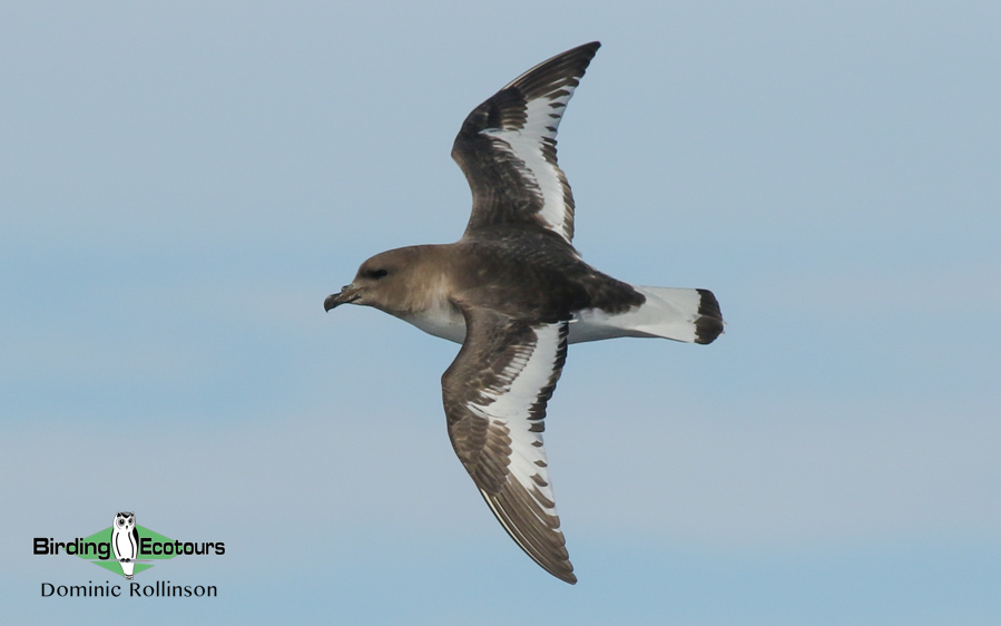Birding cruise subantarctic islands ross sea