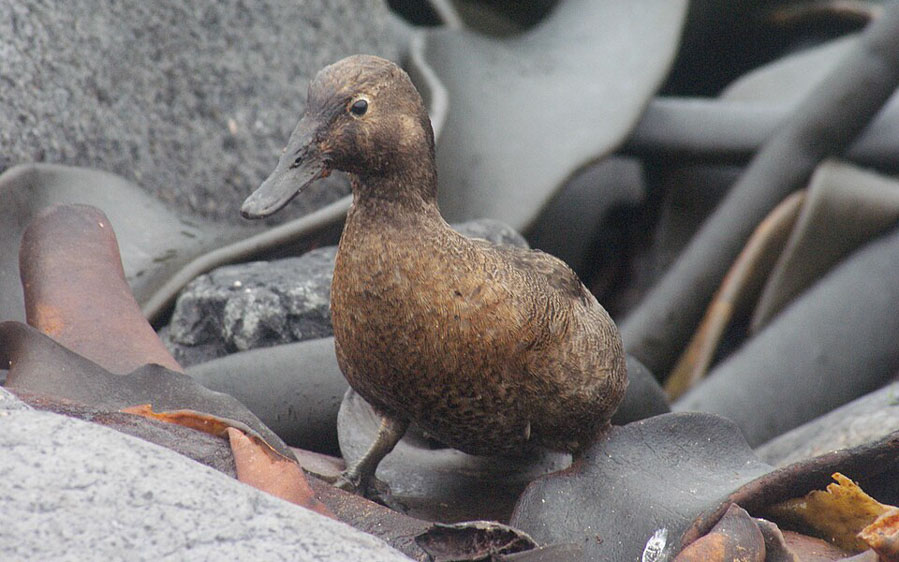 Birding cruise subantarctic islands ross sea