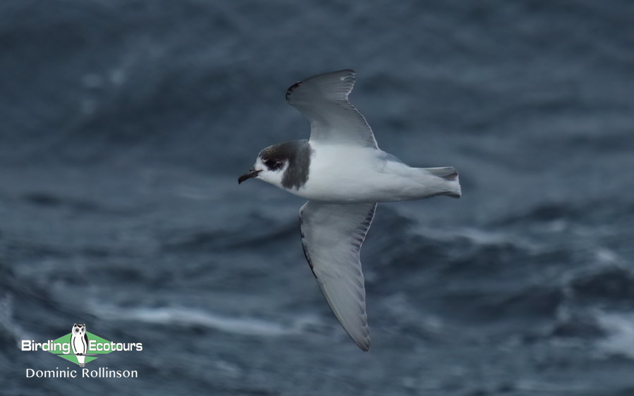 Birding cruise subantarctic islands ross sea