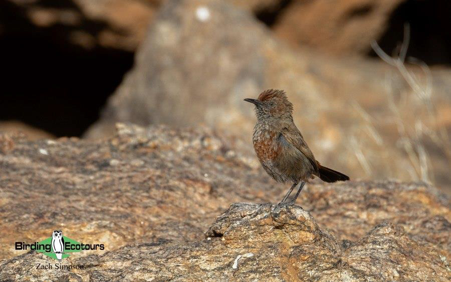 Western South Africa birding tours