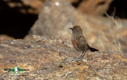 Western South Africa birding tours