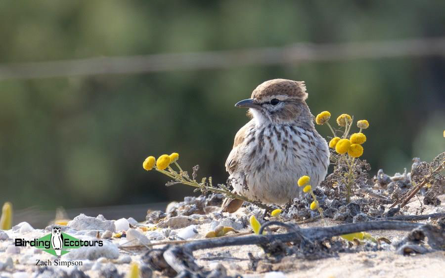 Western South Africa birding tours