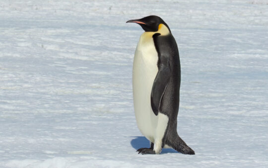 Birding cruise subantarctic islands ross sea
