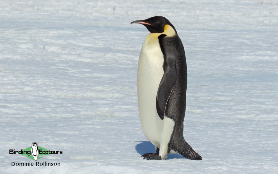 Birding cruise subantarctic islands ross sea